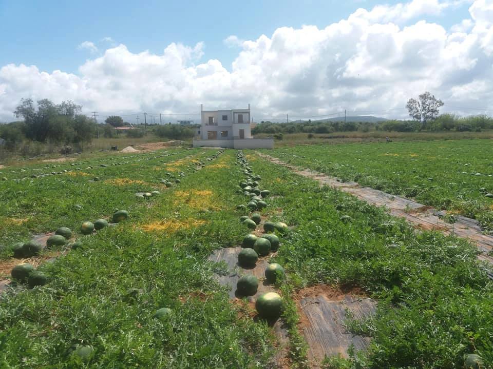 «Γλυκόπικρο» ξεκίνημα για το καρπούζι