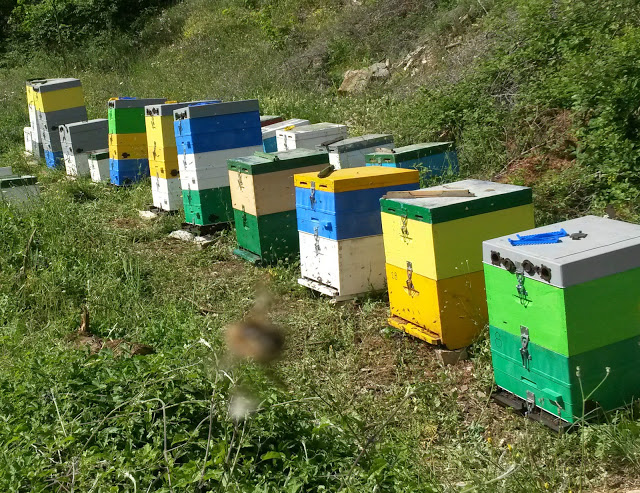 Υποβολή αιτήσεων για αντικατάσταση  κυψελών και μετακινήσεις μελισσοσμηνών