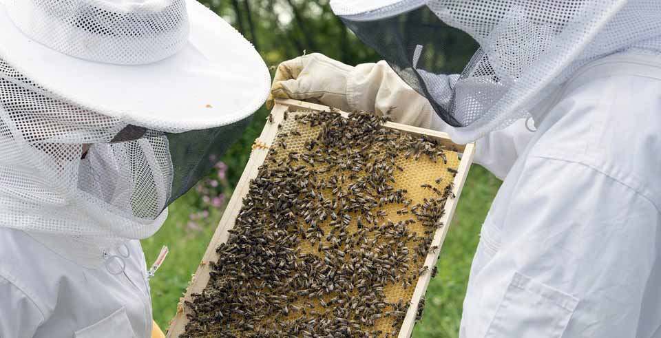 Το Δασαρχείο προειδοποιεί τους  μελισσοκόμους για τις κυψέλες κοντά σε δρόμους