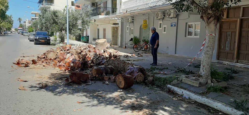 Άρση επικινδυνότητας υψηλών δέντρων