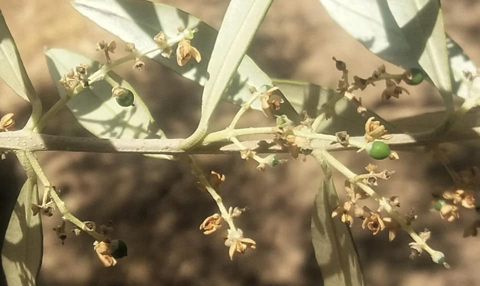 Πάνω από 60% η ζημιά σε ελαιώνες από τον καύσωνα