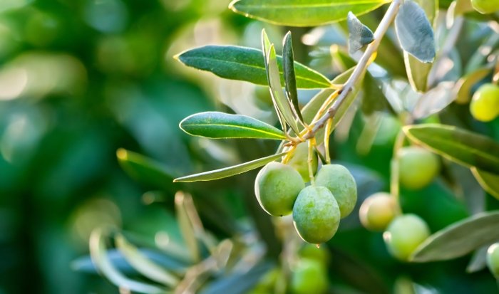 Υπάρχουν συνταγές για περισσότερες εξαγωγές