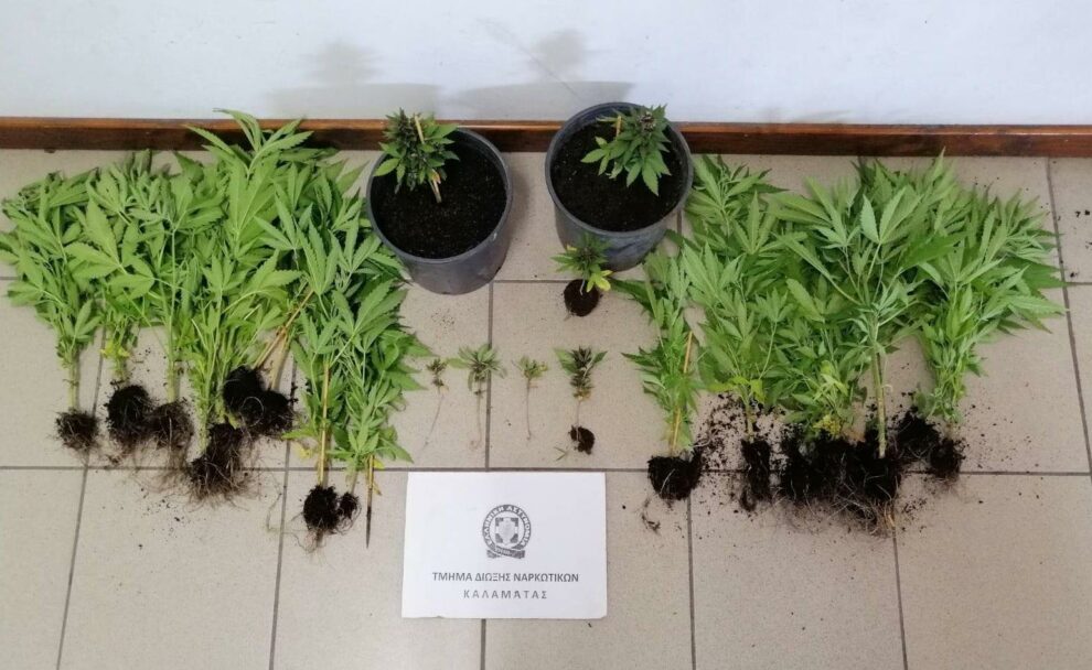 Πήδασος Μεσσηνίας: 37χρονος καλλιεργούσε δενδρύλλια κάνναβης