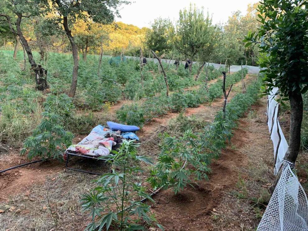 Οι χασισοκαλλιεργητές ήταν αποφασισμένοι να σκοτώσουν Αστυνομικούς