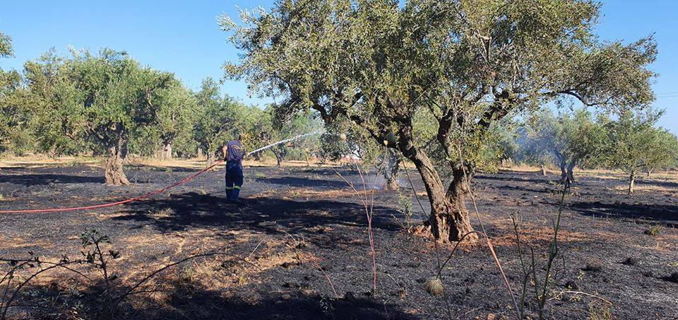 Φωτιά στους Αρμενιούς Τριφυλίας