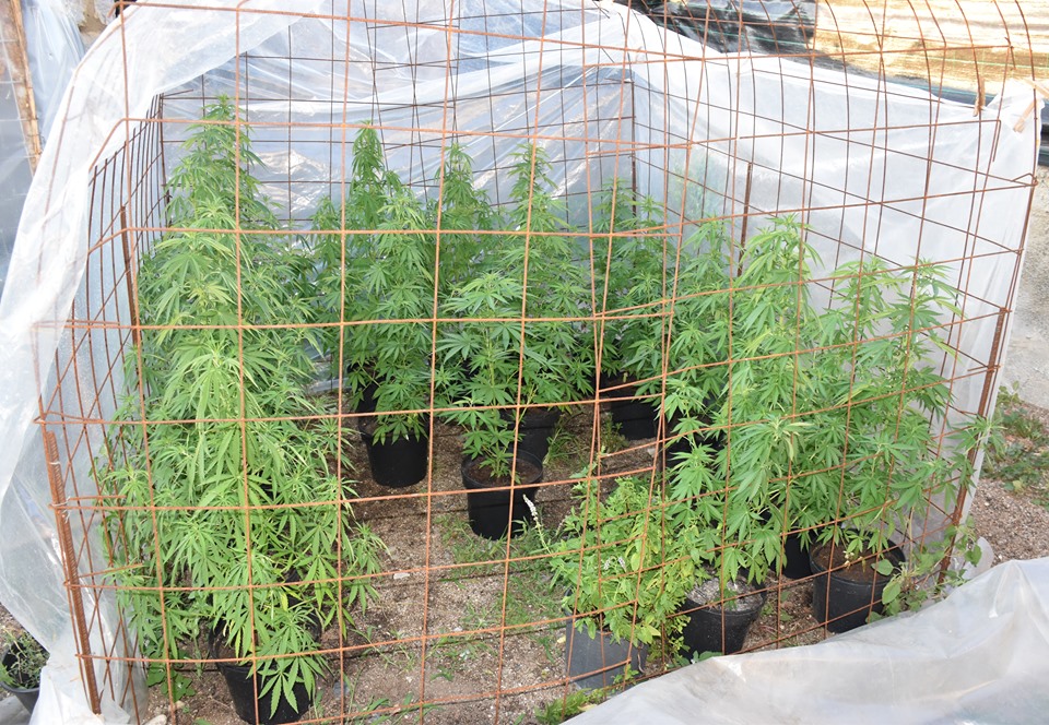 Σε θερμοκήπια καλλιεργούσε 27 χασισόδεντρα ένας 37χρονος στην Καλαμάτα