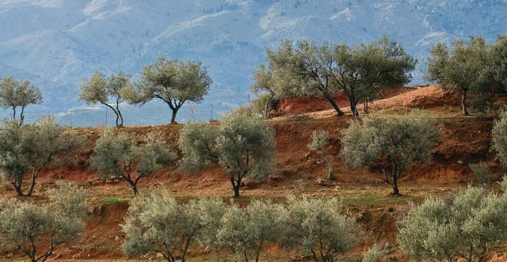 Η εικόνα της ελαιοπαραγωγής στη Μεσσηνία – Εγκατάλειψη γης και εργάτες τα μεγαλύτερα προβλήματα