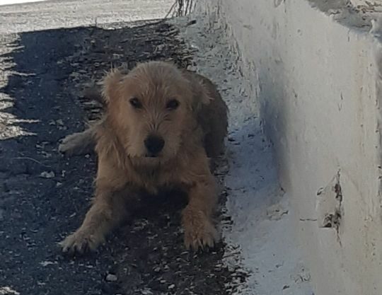 Μηλιώτι Δήμου Μεσσήνης: Έκκληση για να σωθεί!