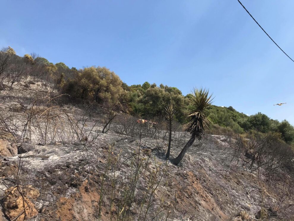 Στάθης Αναστασόπουλος: Μελέτες για 84 αντιπυρικές οδούς στη Μεσσηνία