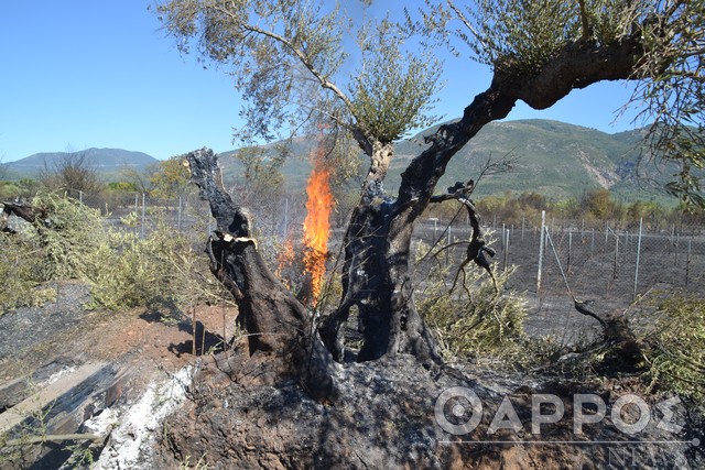 Διαβολίτσι: Χιλιάδες ελαιόδεντρα “επλήγησαν” από την πυρκαγιά