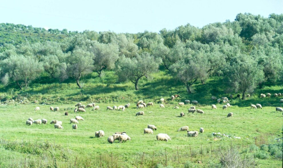 Στο Ευρωπαϊκό Δικαστήριο θα προσφύγουν οι ιδιοκτήτες αγροτικών ακινήτων