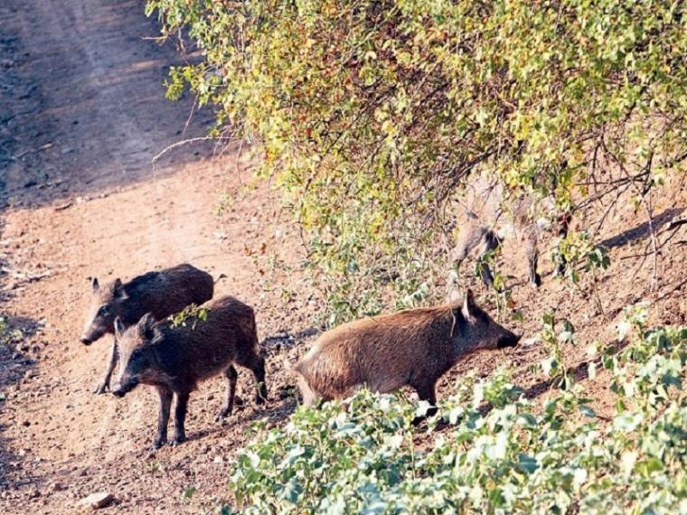 Ανεξέλεγκτη η κατάσταση με τα αγριογούρουνα σε πολλές περιοχές της Μεσσηνίας