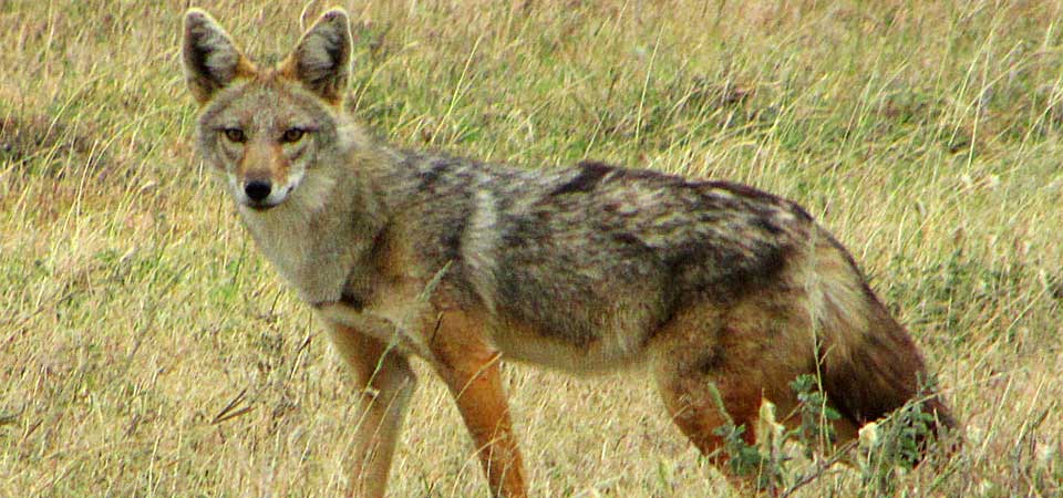 Σε αναζήτηση μόνιμης λύσης για τα τσακάλια οι κτηνοτρόφοι της Τριφυλίας