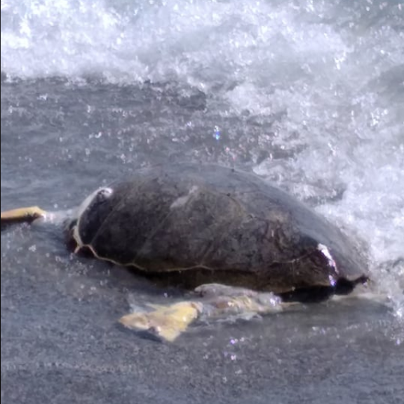 Θαλάσσια χελώνα ξεβράστηκε νεκρή στην παραλία της Καλαμάτας