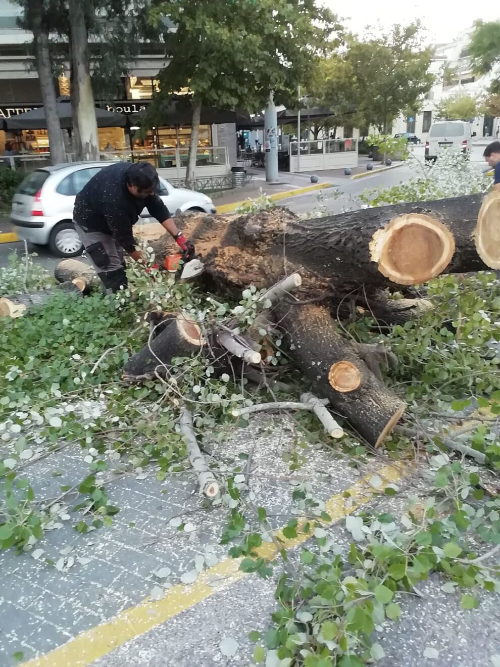 Κόπηκε λεύκα στο κέντρο της Καλαμάτας