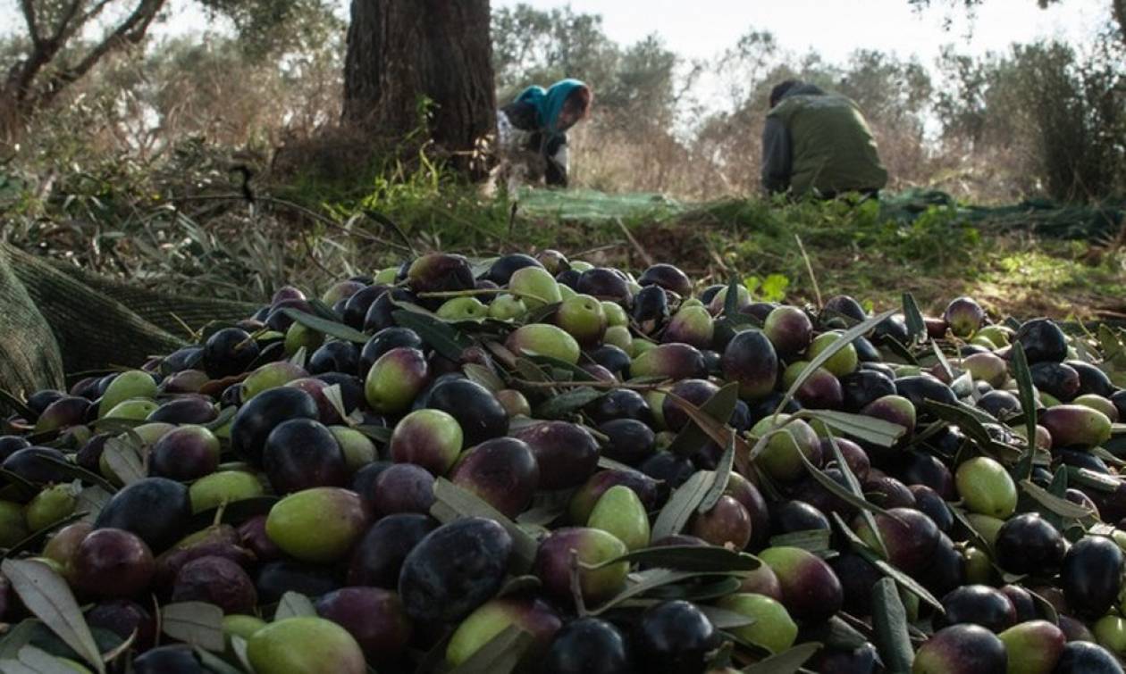 5.000 τεστ ταχείας διάγνωσης για εργάτες γης