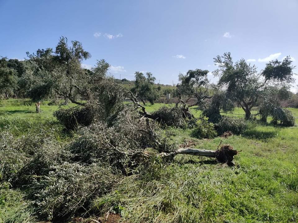 Αποζημιώσεις άμεσα και στο 100% ζητά ο αγροτοκτηνοτροφικός σύλλογος Μεσσήνης