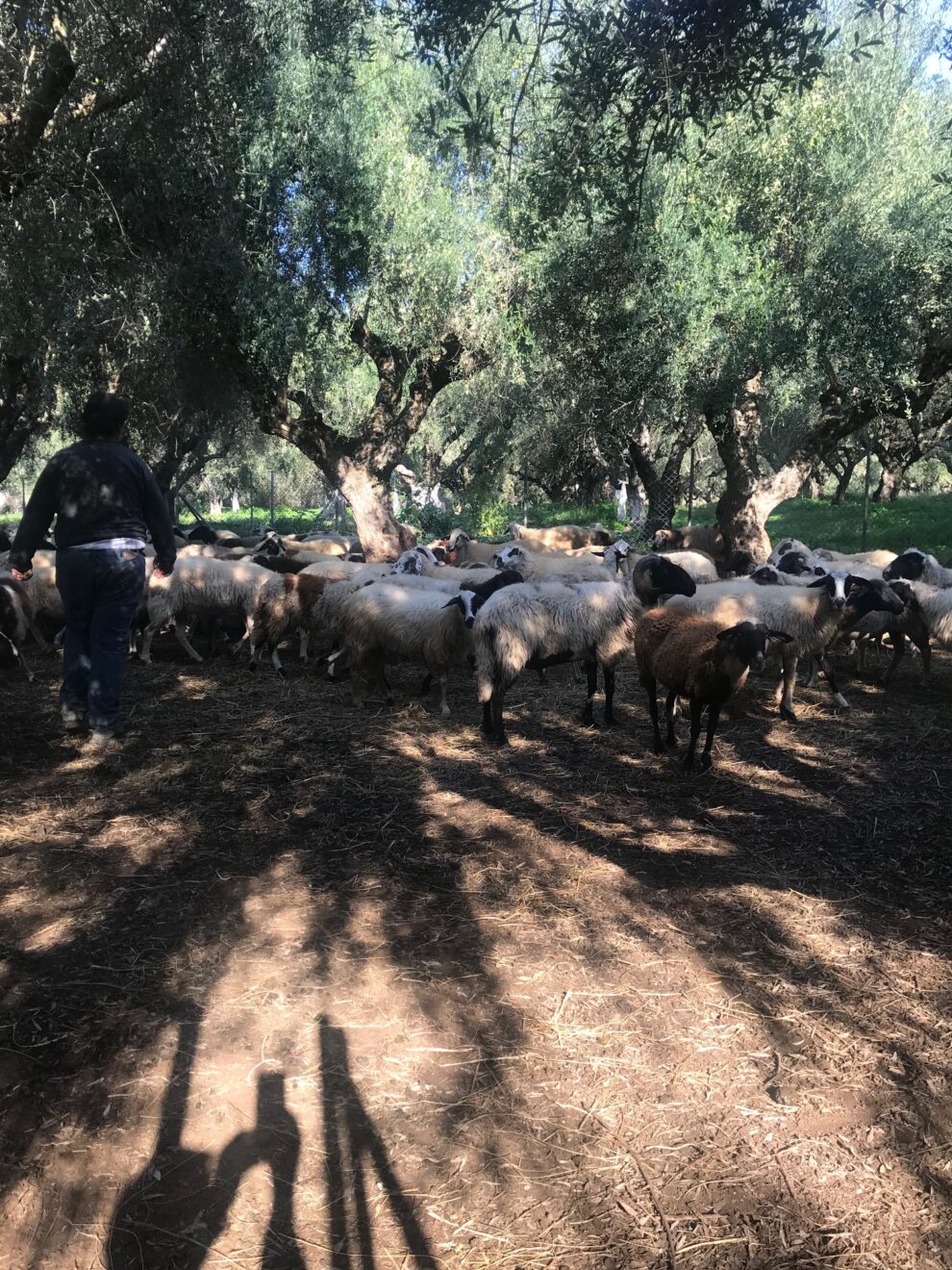 Σε συναγερμό κτηνοτρόφοι της  Μεσσηνίας λόγω καταρροϊκού πυρετού