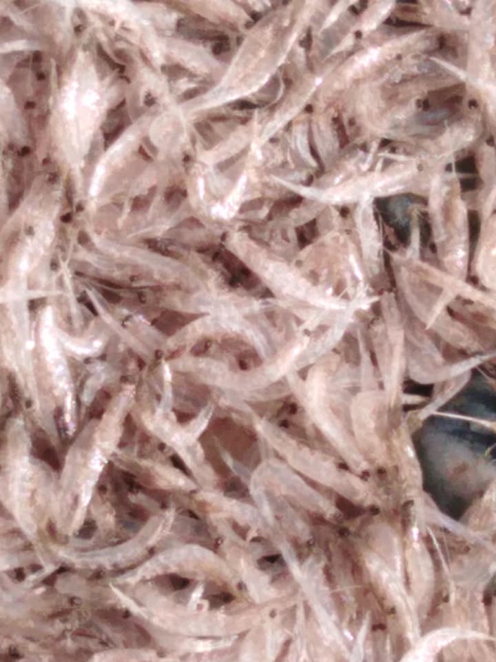 Καλαμάτα: Γόνο γαρίδας ξέβρασε η θάλασσα στη δυτική παραλία