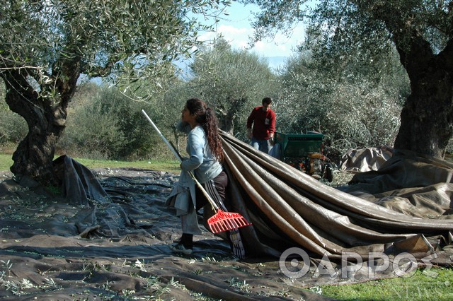 Μεσσηνία: 45 ευρώ το ανώτατο ημερομίσθιο ελαιοσυγκομιδής