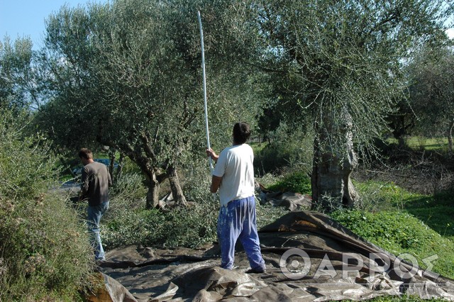 Γύρισαν πίσω στην Αλβανία δύο  λεωφορεία με 50 εργάτες γης – Κάποιοι επέδειξαν μοριακά τεστ με τον ψευδή χαρακτηρισμό «αρνητικό»