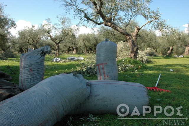 «Σήκωσαν» νύχτα από χωράφι στους Γαργαλιάνους 24 σακιά με ελαιόκαρπο