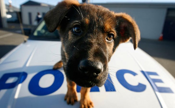 Εγκρίθηκε η πρόσβαση της Αστυνομίας στα στοιχεία των ζώων συντροφιάς και των ιδιοκτητών τους
