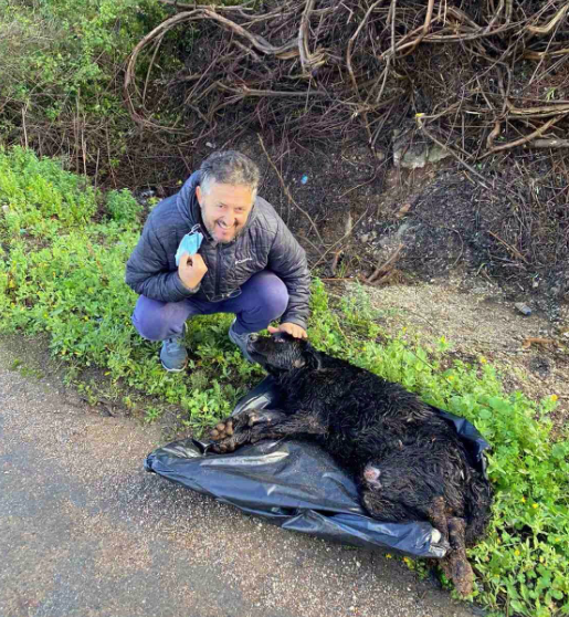 Έσωσαν σκύλο που κινδύνευε σε ρέμα στο Καλό Νερό! (φωτογραφίες)