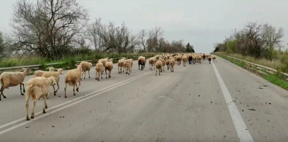 Κοπάδι πρόβατα στην Ε.Ο. Πατρών – Πύργου