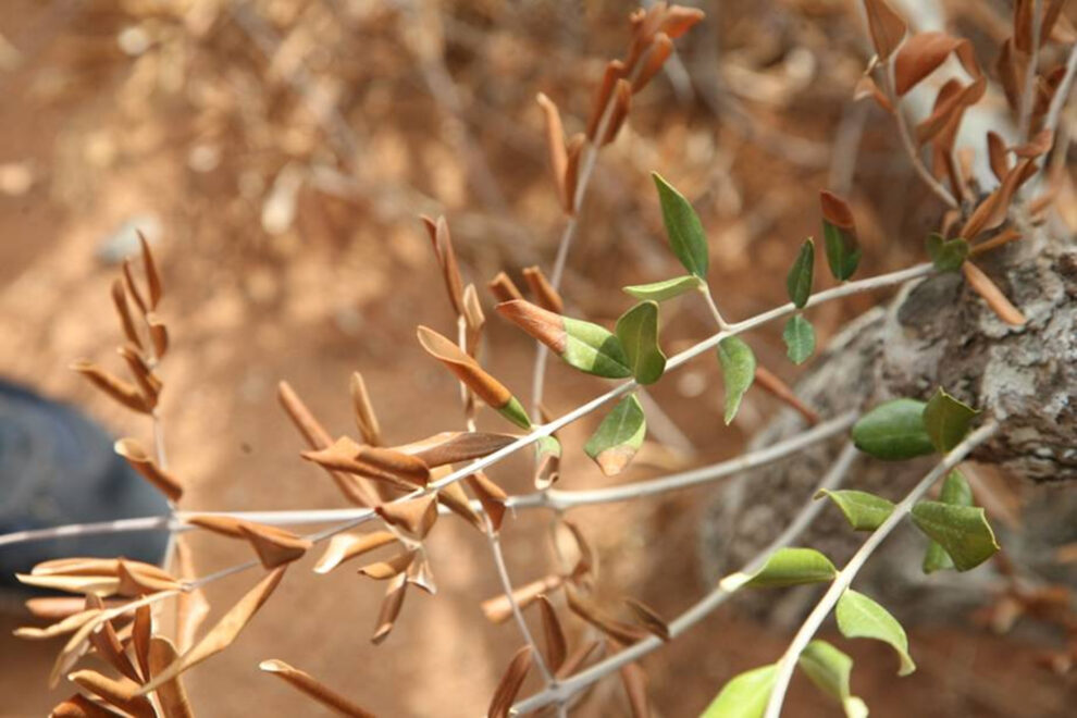 Η xylella τα αλλάζει όλα  στην αγορά του ελαιολάδου