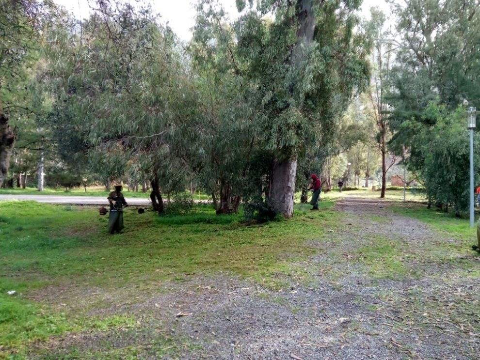 Αλλάζει χρώμα και όψη το Αλσύλλιο Αλμυρού