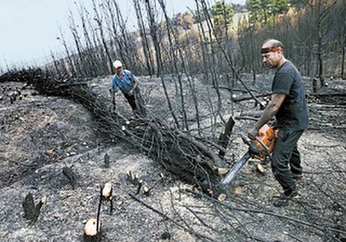 «Η καλή μας Γη! Θα μπορούσαμε να την είχαμε σώσει, αλλά σταθήκαμε τόσο τραγικά φιλοχρήματοι και τεμπέληδες».