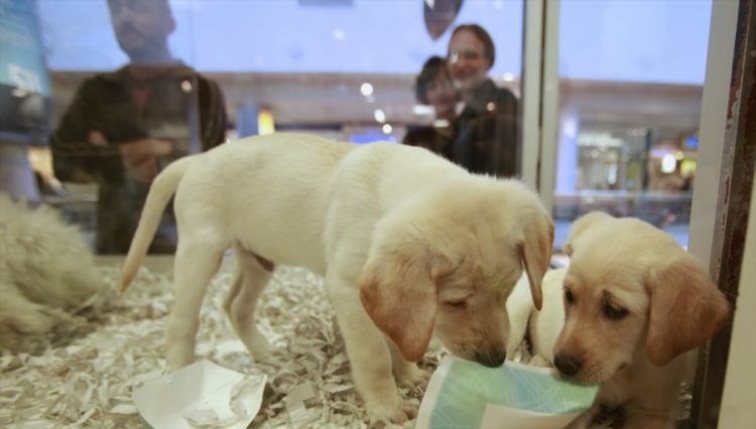 Τέλος στην πώληση ζώων συντροφιάς στα pet shop