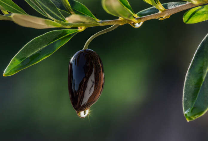 Στα ευρωπαϊκά όργανα η λύση  για το ΠΟΠ Ελιά Καλαμάτα