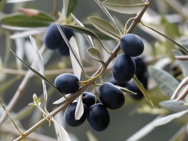 Τηλεδιάσκεψη για ελιά ΠΟΠ: «Επέκταση ζώνης σε όλη τη Νότια Πελοπόννησο»