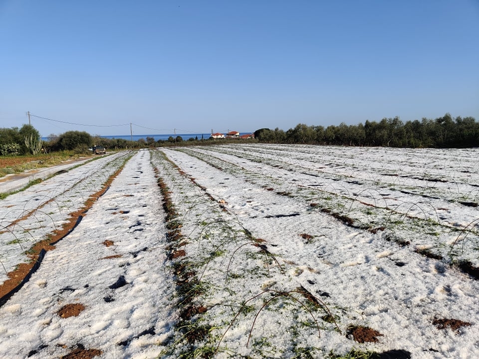 Γαργαλιάνοι: Ολοσχερής καταστροφή καλλιεργειών από χαλάζι -Σε απόγνωση οι παραγωγοί