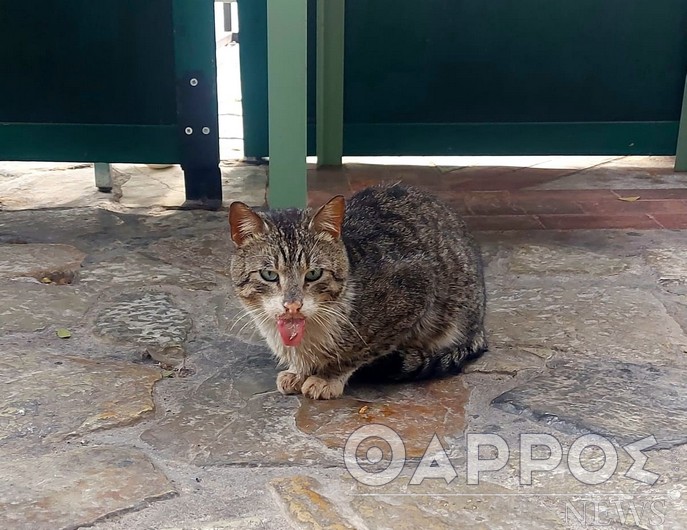 Καλαμάτα: Άγνωστοι κακοποιούν άγρια τις γάτες του Ιστορικού Κέντρου