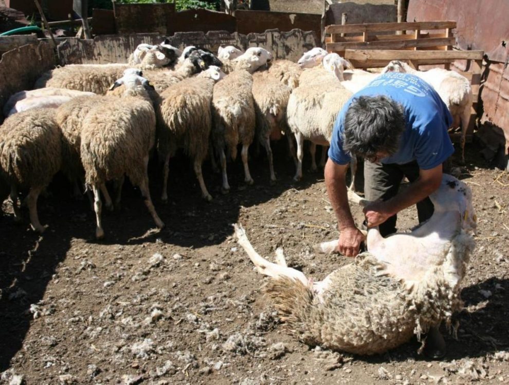 «Όταν βάζεις φόρους και όταν κουρεύεις πρόβατα, καλό είναι να σταματάς πριν γδάρεις το πετσί»