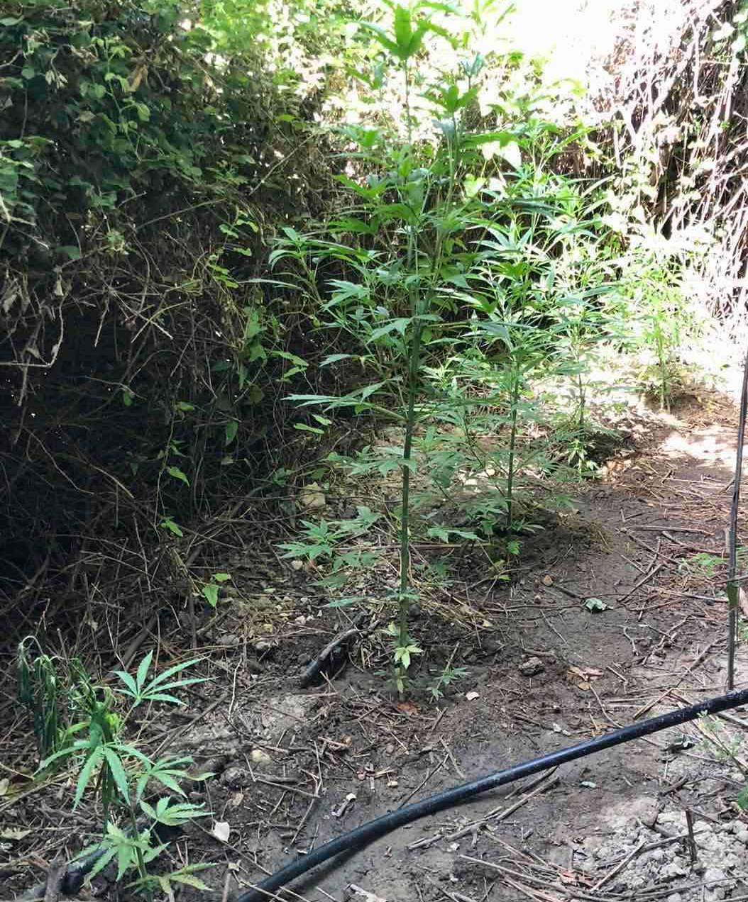 Βρισκόταν στη λίστα ανεπιθύμητων της Ελλάδας: Προφυλακίσθηκε για την καλλιέργεια  των 174 χασισόδεντρων στον Άμμο