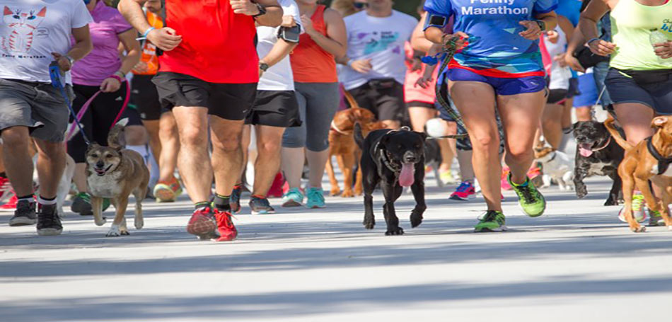 Το 10ο Penny Marathon για τα αδέσποτα τον Ιούλιο στην παραλία της Καλαμάτας