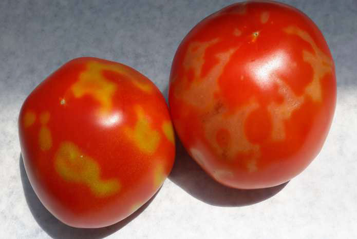 Πλήγμα για τους παραγωγούς  της Τριφυλίας η καστανή ρυτίδωση στη ντομάτα