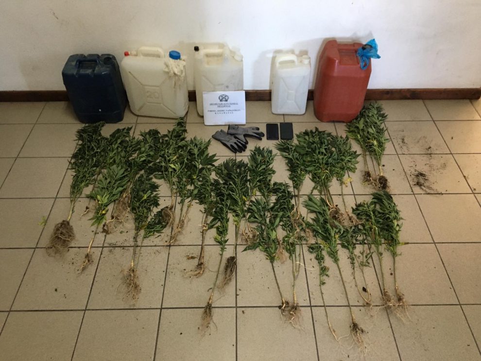 Δήμος Πύλου-Νέστορος: Σύλληψη δύο ατόμων για καλλιέργεια κάνναβης στον αύλειο χώρο κατοικίας