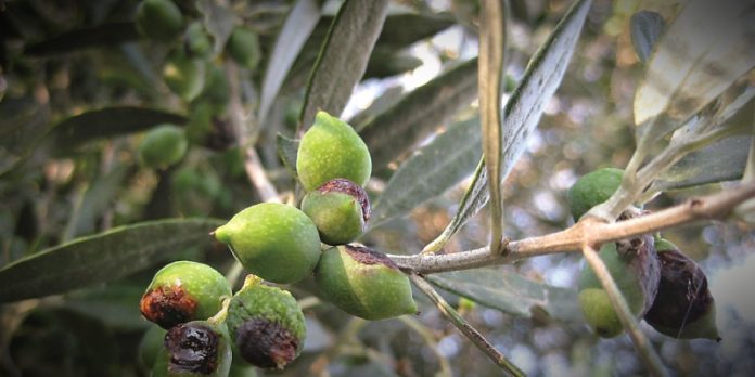 Σε λειτουργία η πλατφόρμα για την παρακολούθηση του δάκου από τις ΔΑΟΚ