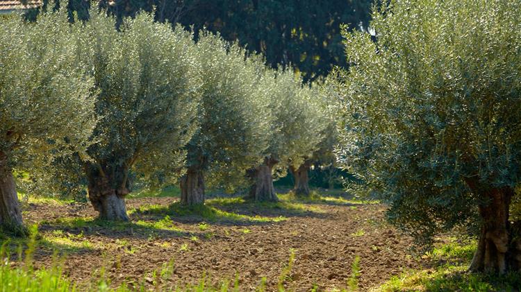 ΕΛΓΑ για πυρόπληκτες ελιές: Αποζημίωση για εκφύτευση  και φύτευση νέων δενδρυλλίων