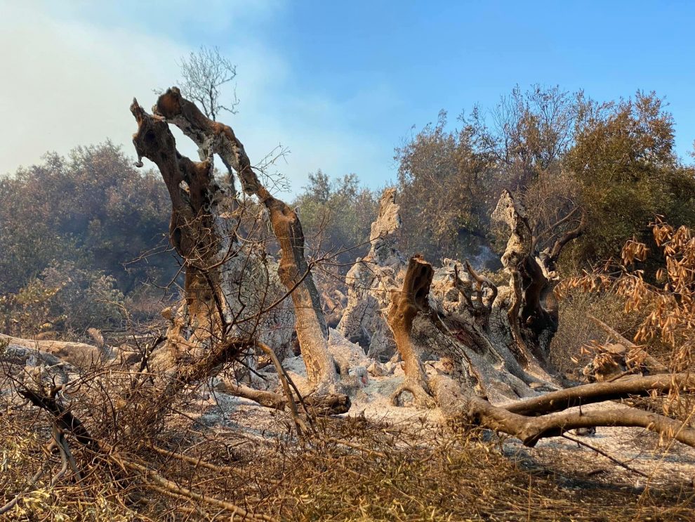 Θύμα των πυρκαγιών και μια ελιά 2.500 ετών