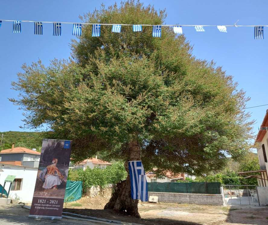 Δήμος Πύλου-Νέστορος: Τελετή σήμανσης γηραιότερης λυγαριάς στην Ελλάδα