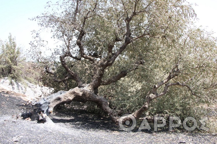 Νέα έκτακτη χρηματοδότηση σε πυρόπληκτες περιοχές