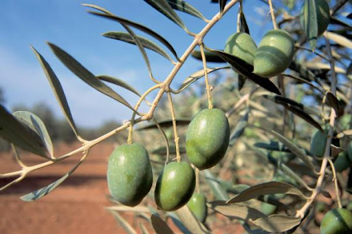 Παγετοί και καύσωνες εξαντλούν τα ελαιόδεντρα -Στα τάρταρα η παραγωγή της νέας χρονιάς