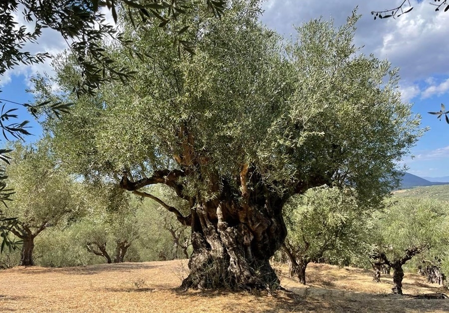 Πρωτοβουλία ανάδειξης  υπεραιωνόβιων ελιών στη Βασιλάδα