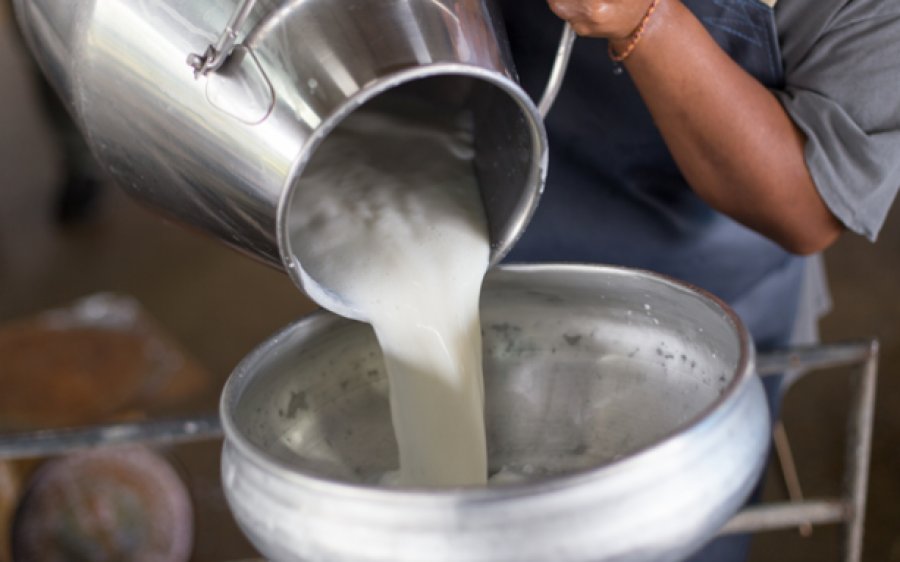 Ανεβαίνει ο ανταγωνισμός αιγοπρόβειου γάλακτος και στη Μεσσηνία